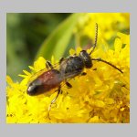 Sphecodes ephippius - Blutbiene m04c 8mm.jpg